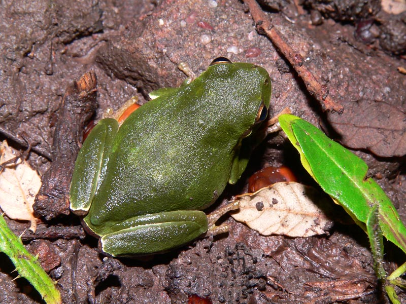 Hyla intermedia in corteggiamento